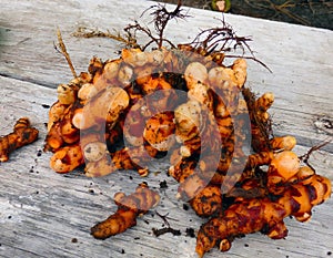 Harvested tumeric root in the caribbean