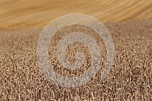 Harvested and unharvested field