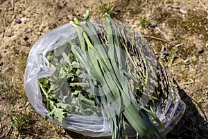 Harvested, useful, spring herbs close-up
