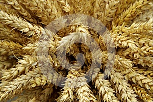 Harvested wheat