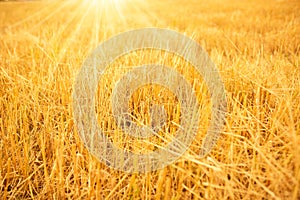 Harvested wheat field in golden sunlight