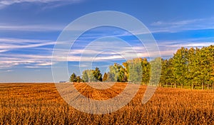 Harvested Wheat Field in Indian Summer photo