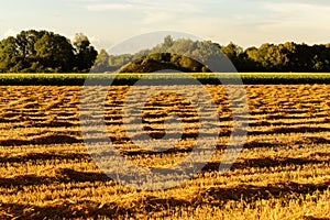 Harvested wheat field summer season landscape golden in sunset light