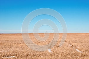 Harvested wheat field with vehichle tracks going across it