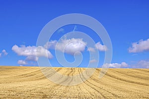 Harvested wheat field photo