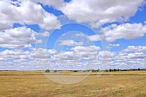 Harvested wheat fields photo