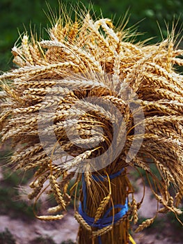 Harvested wheatsheaves in focus amidst natural setting indicating organic farming practices