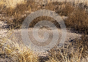 Harvester ant nest on a plain in Marfa, Texas.