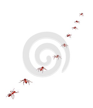 Harvester ants walk in line teamwork and discipline