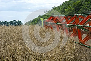 Harvester harvester collecting ripe rapeseed beans on the field photo