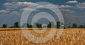 The harvester collects the crop in the field and smokes