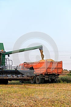 Harvester combine autumn graine wheat farmer worker plantation technology green field