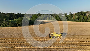 Harvester combine drone aerial view during harvesting harvest of cereals wheat cuts crop Triticum aestivum field has