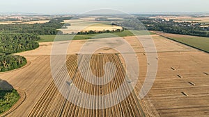 Harvester combine drone aerial view during harvesting harvest tractor of cereals wheat cuts crop Triticum aestivum field