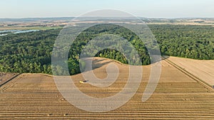 Harvester combine drone aerial view during harvesting harvest tractor of cereals wheat cuts crop Triticum aestivum field