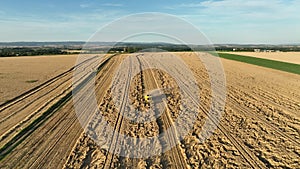 Harvester combine drone aerial view during harvesting harvest tractor of cereals wheat cuts crop Triticum aestivum field