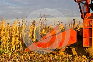 Harvester combine harvesting corn on sunny summer day