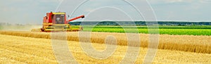 Harvester combine harvesting wheat in summer