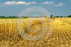 Harvester combine harvesting wheat on sunny summer day