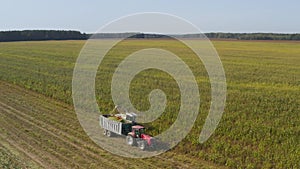 Harvester or combine harvests fodder corn crop on the field, harvesting. Harvester loads corn on tractor or truck