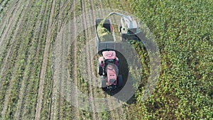 Harvester or combine harvests fodder corn crop on the field, harvesting. Harvester loads corn on tractor or truck