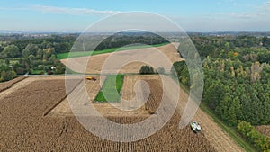 Harvester corn maize combine Zea mays drone aerial view during harvesting harvest tractor of cereals cut crop field has