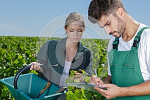 Harvester couple working in vineyard