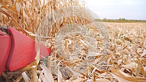 Harvester cutting dry maize stems during harvesting. Combine gathering corn crop at field. Working process on farm