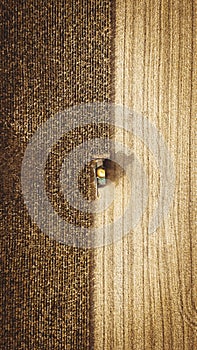 Harvester in the field collects corn in the fall. Autumn harvest.Agriculture. Aerial view. From above.