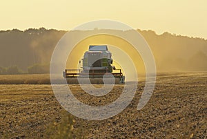 Harvester in the field gather the harvest