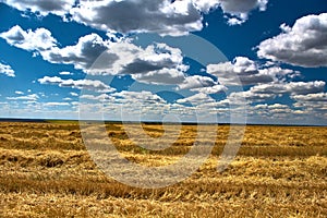 Harvester in the field, the stubble