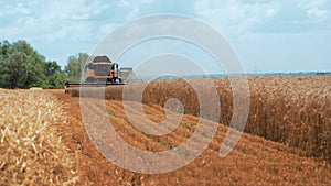 A harvester in a field of wheat collects a grain crop