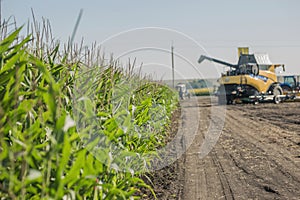 Harvester on the field with young corn