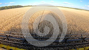 Harvester gathering crop of ripe wheat in field. View from combine cabin riding through grain plantation and cutting rye