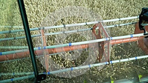 Harvester gathering crop of ripe wheat in field. Working process on farm. View from combine cabin riding through grain