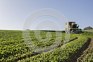 Harvester gathering spinachs at Vegas Bajas del Guadiana, Spain