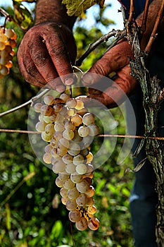 Harvester hands