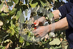 Harvester hands