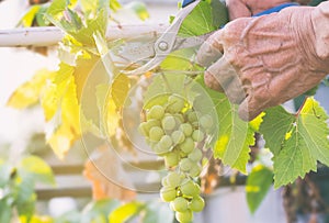 Harvester hands cutting ripe grapes on a vineyard.