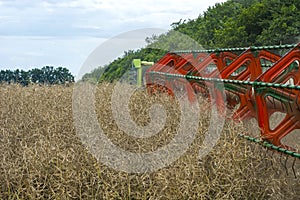 Harvester harvester collecting ripe rapeseed beans on the field