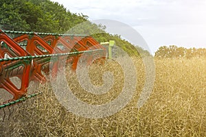 Harvester harvester collecting ripe rapeseed beans on the field