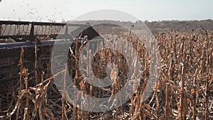 The harvester is harvesting in a field of corn. Dry corn is processed by a special machine.