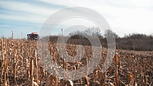 The harvester is harvesting in a field of corn. Dry corn is processed by a special machine.