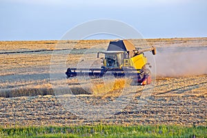 harvester is harvesting wheat in the field. grain preparation. agronomy and agriculture