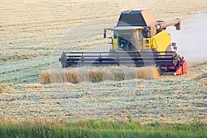 The harvester is harvesting wheat in the field. grain preparation. agronomy and agriculture