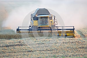 The harvester is harvesting wheat in the field. grain preparation. agronomy and agriculture. field harvest transport