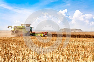 Harvester harvests ripe grain in the field