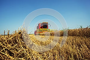 Harvester harvests wheat on field