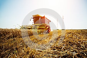 Harvester harvests wheat on field
