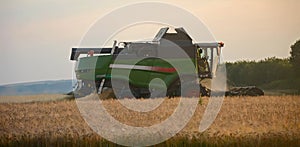 Harvester harvests wheat in the field at sunset closeup. Agriculture banner concept. Stork in the field